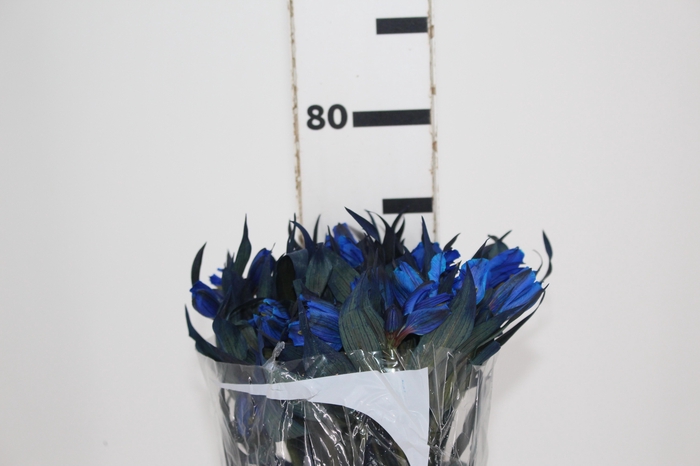 <h4>ALSTROEMERIA TINGIDA 080 CM AZUL</h4>