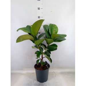Ficus elastica 'Cloe'