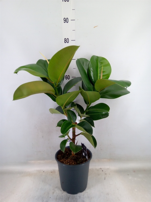 <h4>Ficus elastica 'Cloe'</h4>