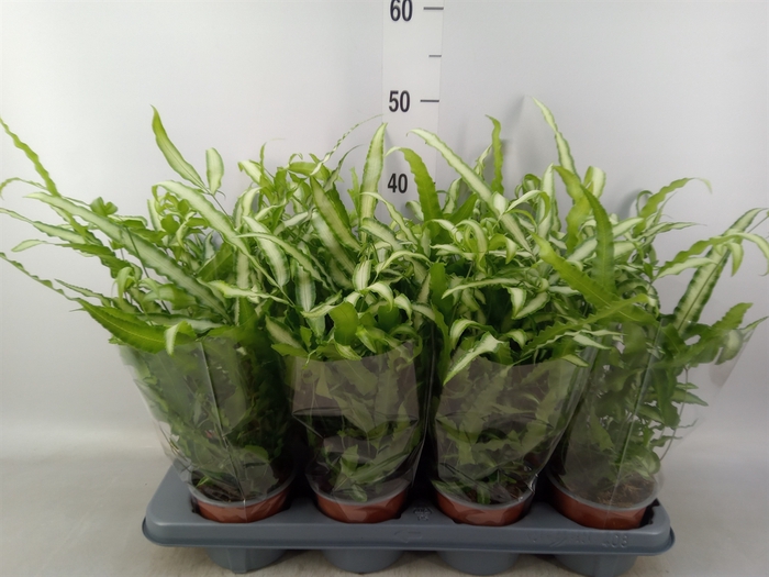 <h4>Pteris cretica 'Albolineata'</h4>