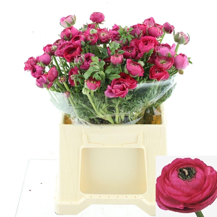 <h4>RAN EL HOT PINK</h4>