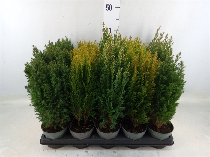 <h4>Conifers   ...mix</h4>