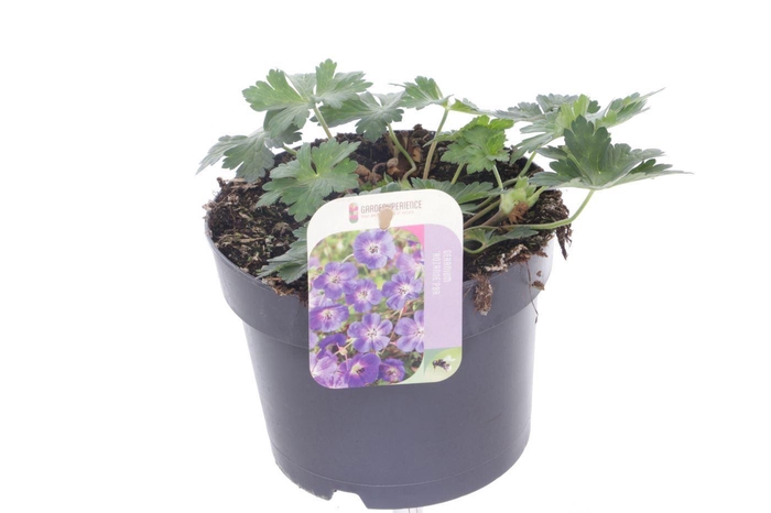 <h4>Geranium Bloom Me Away</h4>