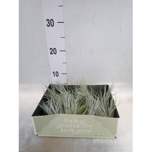 Tillandsia