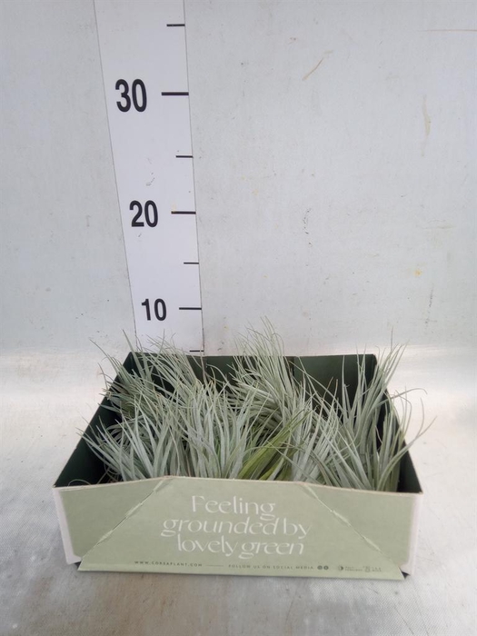 <h4>Tillandsia</h4>