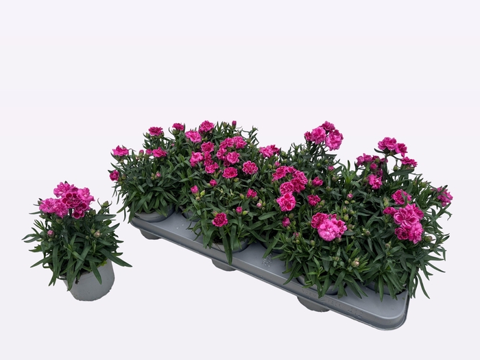 <h4>DIAN OSC GEM</h4>