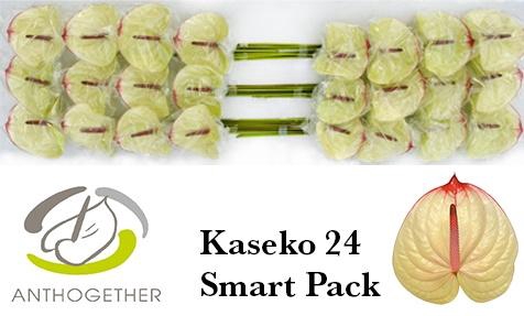 <h4>Anthurium Kaseko</h4>