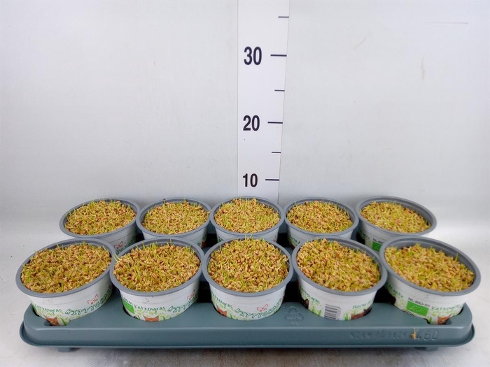 <h4>Hordeum sp.   ...kattegras zaai</h4>