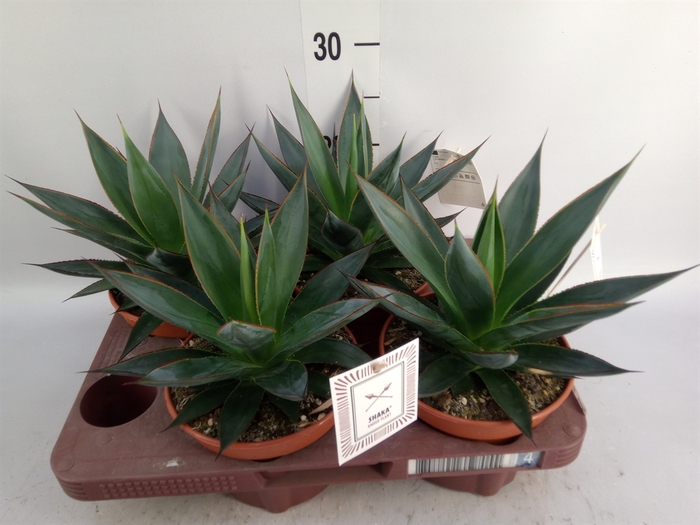 <h4>Agave  'Shaka Zulu'</h4>