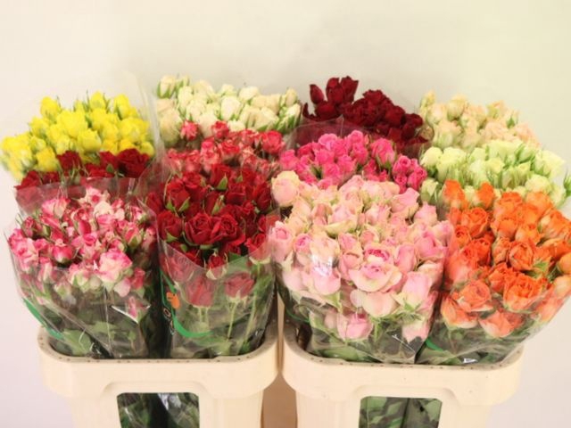 <h4>R TR GEM IN FUST</h4>