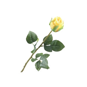 Rosa Bud Yellow