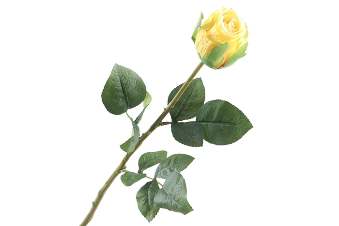 <h4>Rosa Bud Yellow</h4>