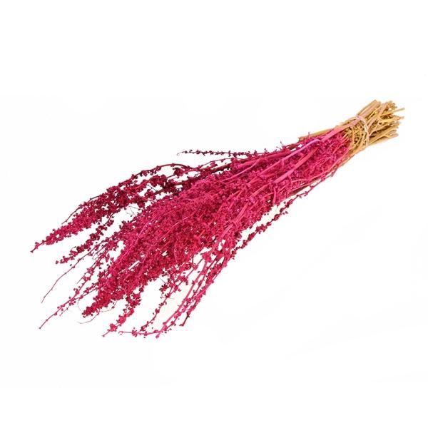 <h4>Palak Stick Cerise</h4>