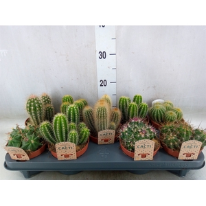 Cactus   ...mix