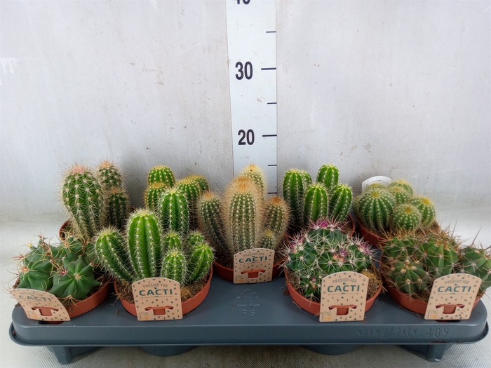 <h4>Cactus   ...mix</h4>