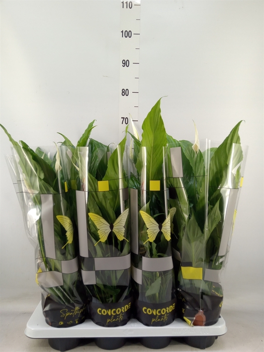 <h4>Spathiphyllum  'Sweet Chico'</h4>