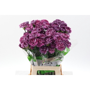 Dianthus ST 'Hypnosis'