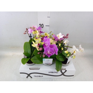 Phalaenopsis   ...mini