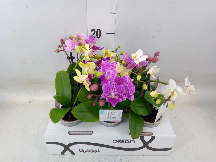 <h4>Phalaenopsis   ...mini</h4>
