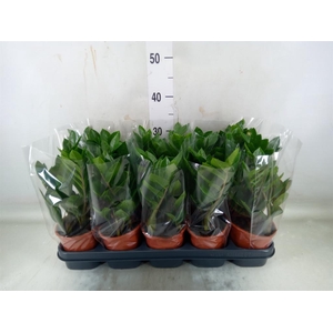 Zamioculcas zamiifolia