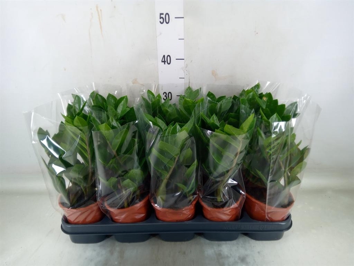 <h4>Zamioculcas zamiifolia</h4>