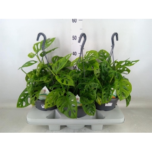 Monstera adansonii 'Aurea'