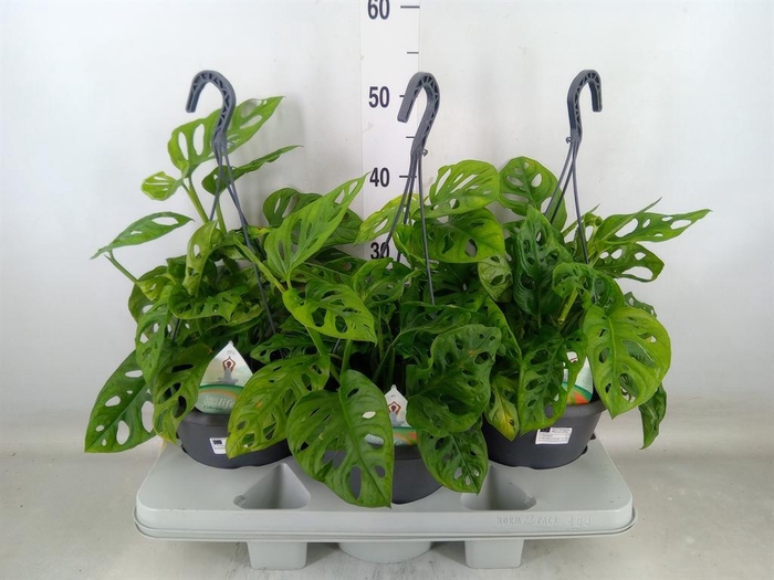 <h4>Monstera adansonii 'Aurea'</h4>