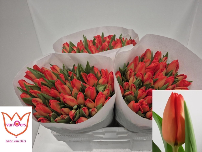 <h4>TU EN LALIBELA</h4>