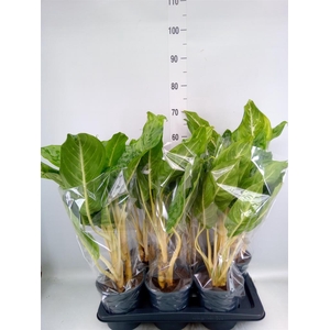 Aglaonema  'Peacock'