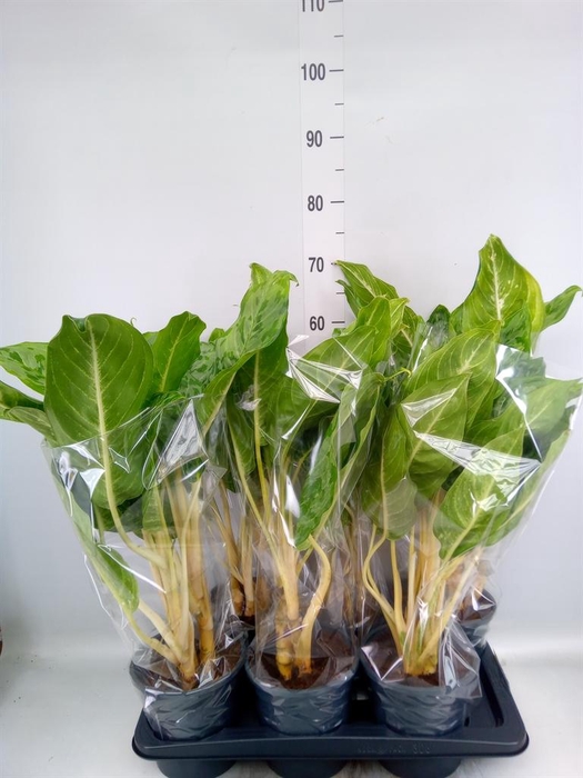 <h4>Aglaonema  'Peacock'</h4>