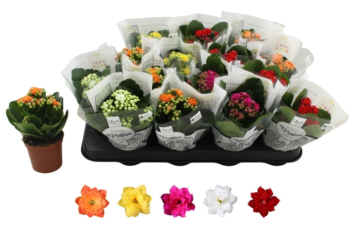 <h4>KAL GE RO GEM 5 KL</h4>