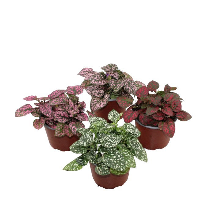 <h4>Hypoestes Phyllostachya Confetti Compact gemengd</h4>