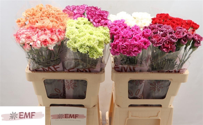 Di St Gem In Fust X8