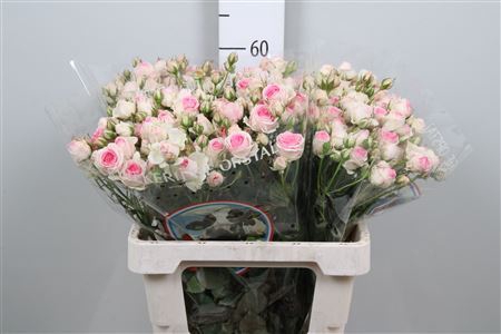 <h4>Rosa TR 'Mimi Eden'</h4>