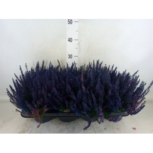 Calluna vulg.   ...