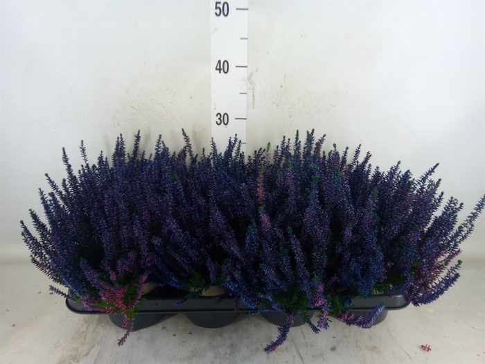 <h4>Calluna vulg.   ...</h4>