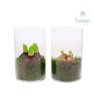 Glas Cilinder met Bollenmix