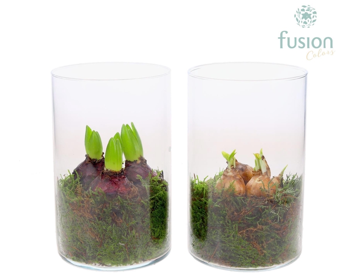 <h4>Glas Cilinder met Bollenmix</h4>