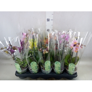 Phalaenopsis multi.   ...mix  4