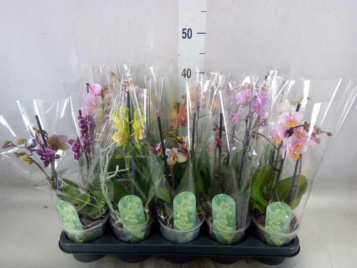 <h4>Phalaenopsis multi.   ...mix  4</h4>