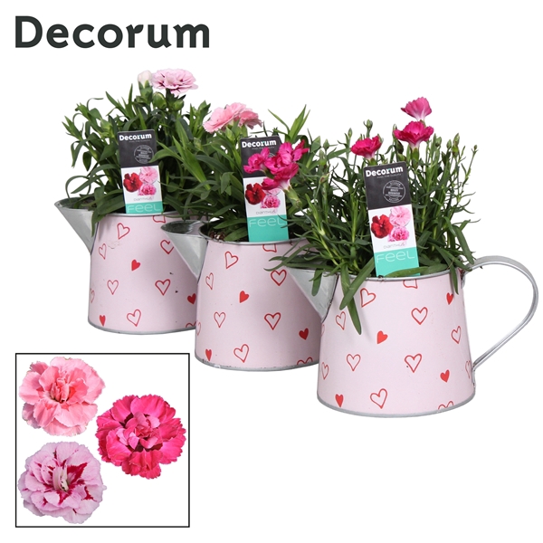 <h4>Dianthus - 10,5 cm - Sweet Watering Can - Decorum</h4>