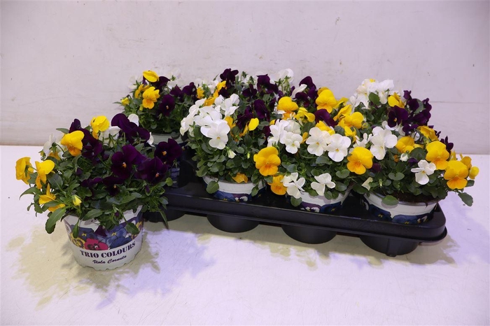 <h4>Vio Tricolor</h4>