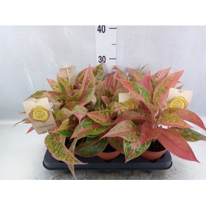 Aglaonema   ...