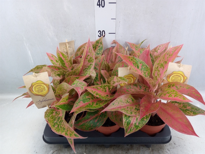 Aglaonema   ...