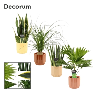 Groenmix 12 cm in Liam (Coffee blend-collection)