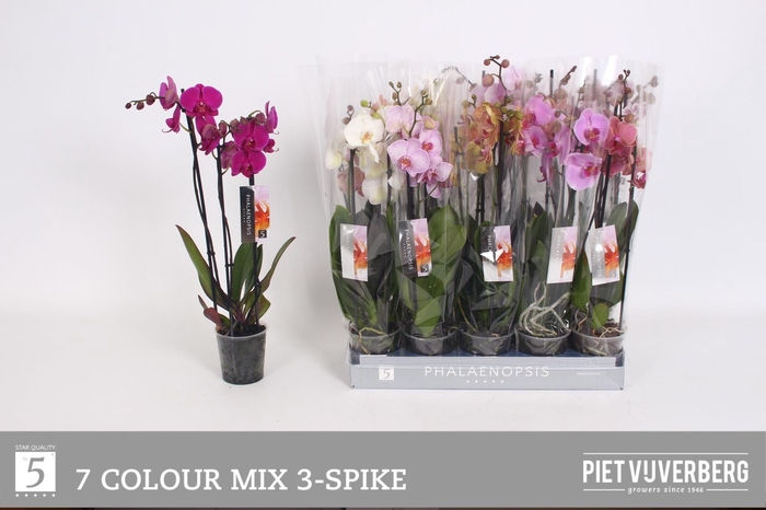 <h4>PHAL GEM 7 KL</h4>