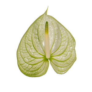 Anthurium Extase