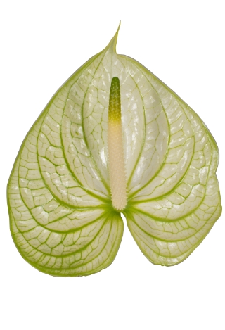 <h4>Anthurium Extase</h4>