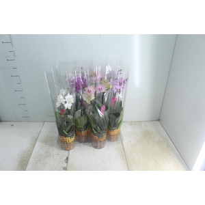 PHALAENOPSIS MINI P09 2 HT