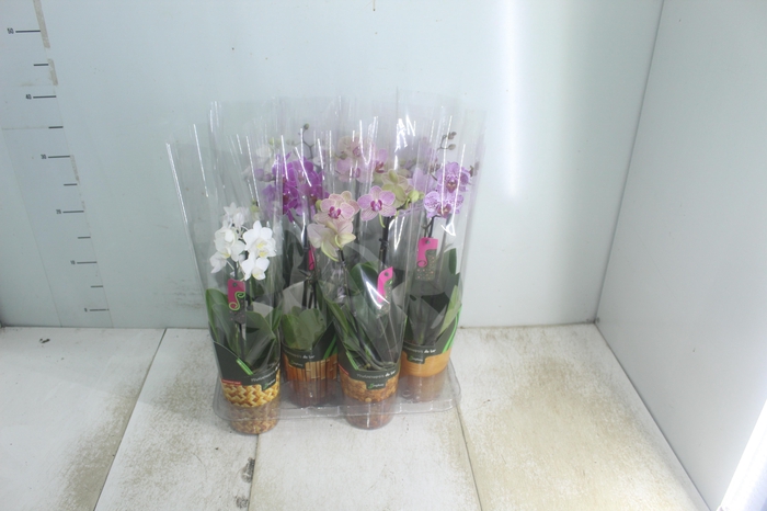 <h4>PHALAENOPSIS MINI P09 2 HT</h4>